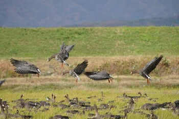 Greater White-fronted Goose 斐伊川河口 Fri, 11/26/2021