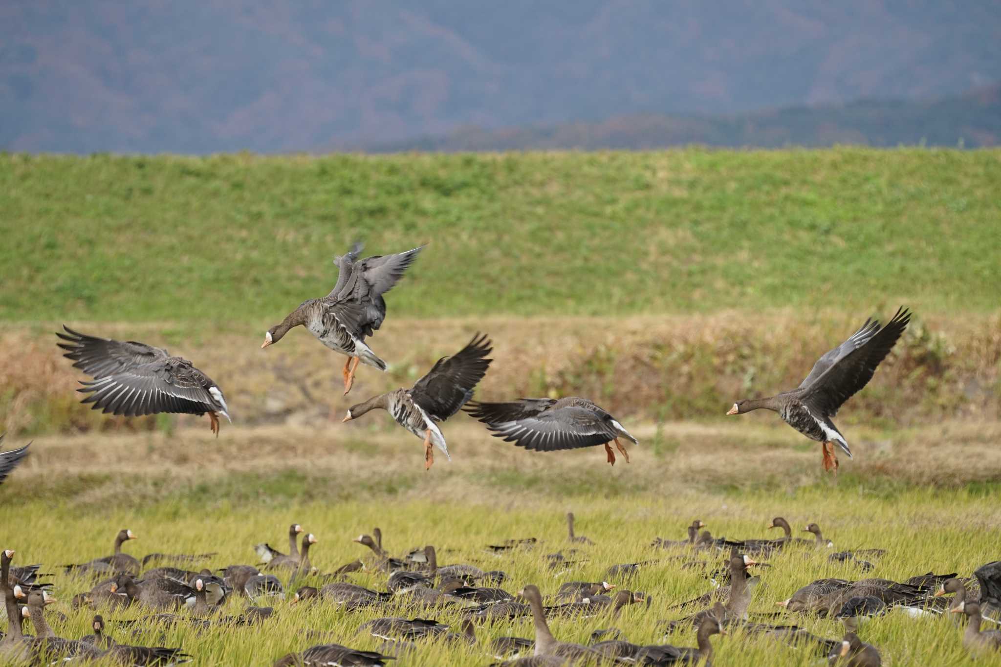 Greater White-fronted Goose