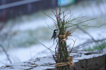 シジュウカラ 福井緑地(札幌市西区) 2021年11月26日(金)