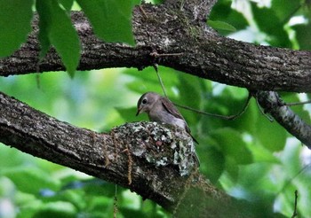 Asian Brown Flycatcher Unknown Spots Thu, 5/18/2017