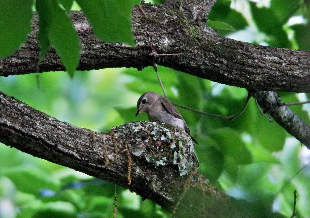 Photo of Asian Brown Flycatcher at  by くまのみ