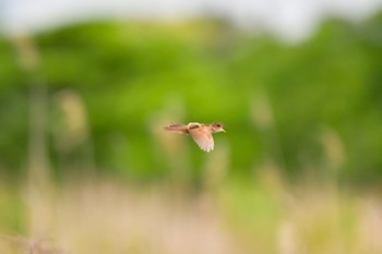 オオセッカ 茨城県 2017年5月17日(水)