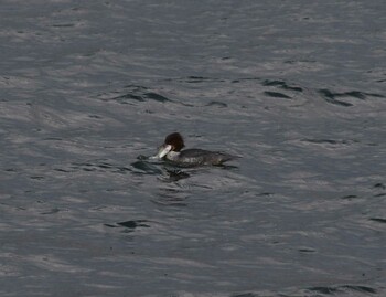 Common Merganser 琵琶湖　湖北 Tue, 11/23/2021