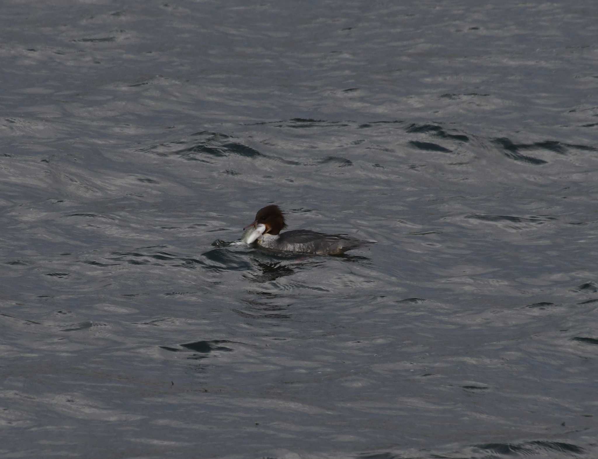 Common Merganser