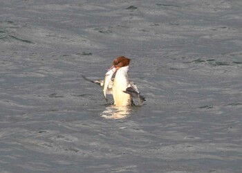 Common Merganser 琵琶湖　湖北 Tue, 11/23/2021