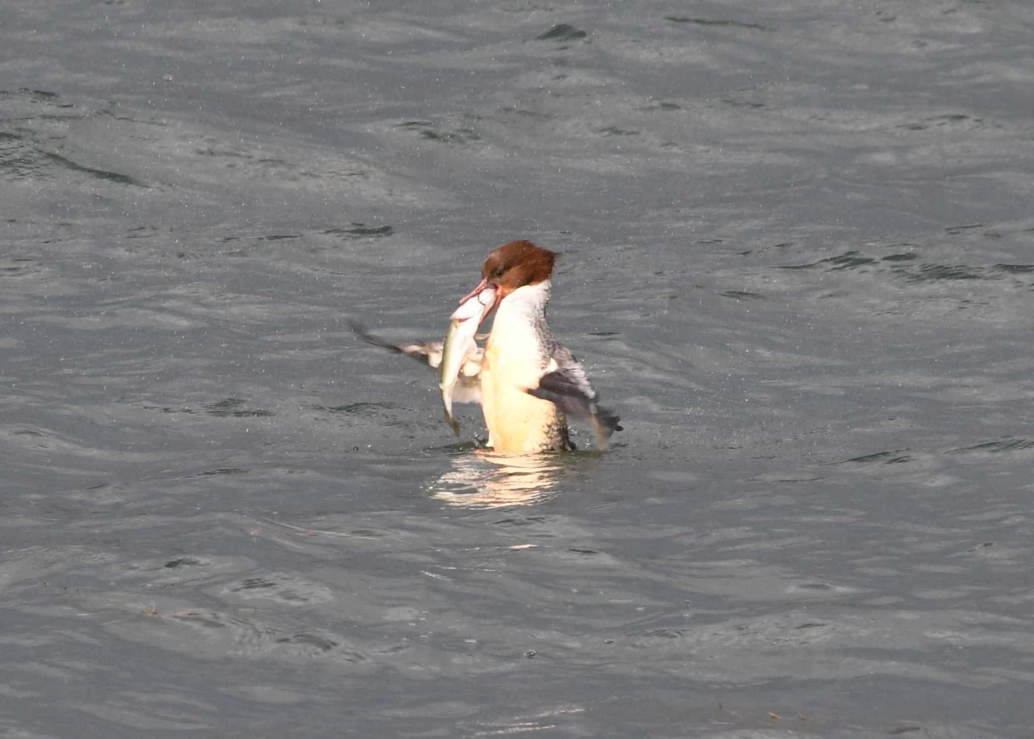 Common Merganser