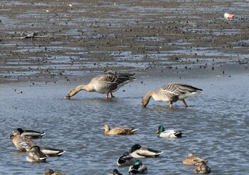 Taiga Bean Goose 琵琶湖　湖北 Tue, 11/23/2021