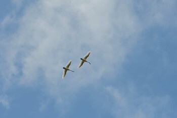 コハクチョウ 琵琶湖　湖北 2021年11月23日(火)