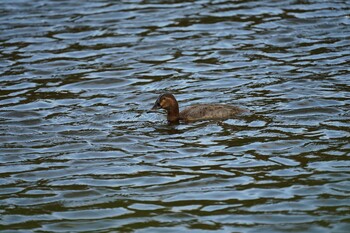 Common Pochard 愛宕山公園(出雲市平田町) Fri, 11/26/2021