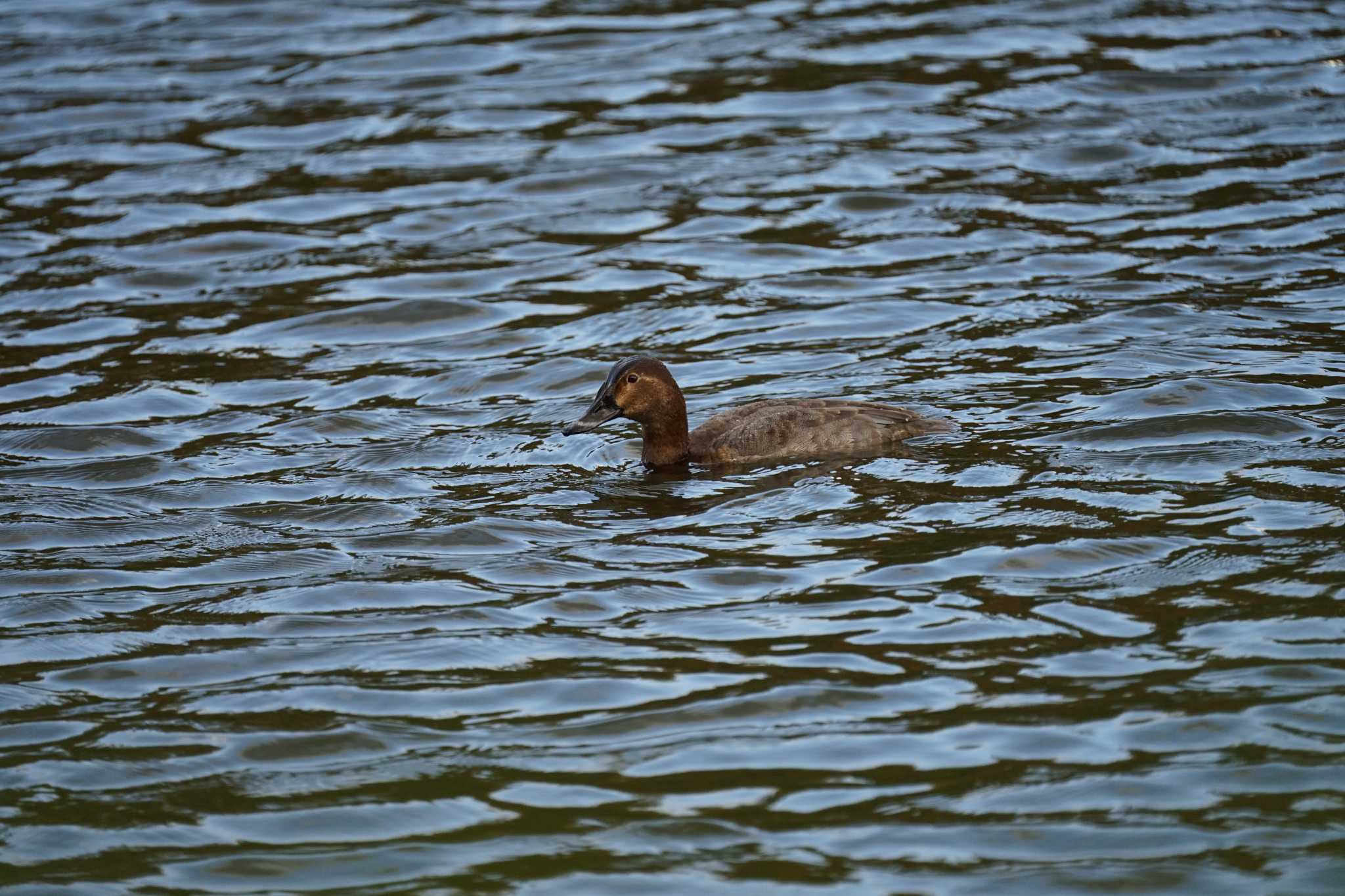 Photo of Common Pochard at 愛宕山公園(出雲市平田町) by ひらも