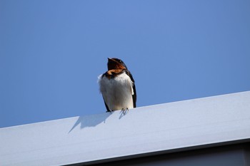 Barn Swallow Unknown Spots Sun, 4/30/2017