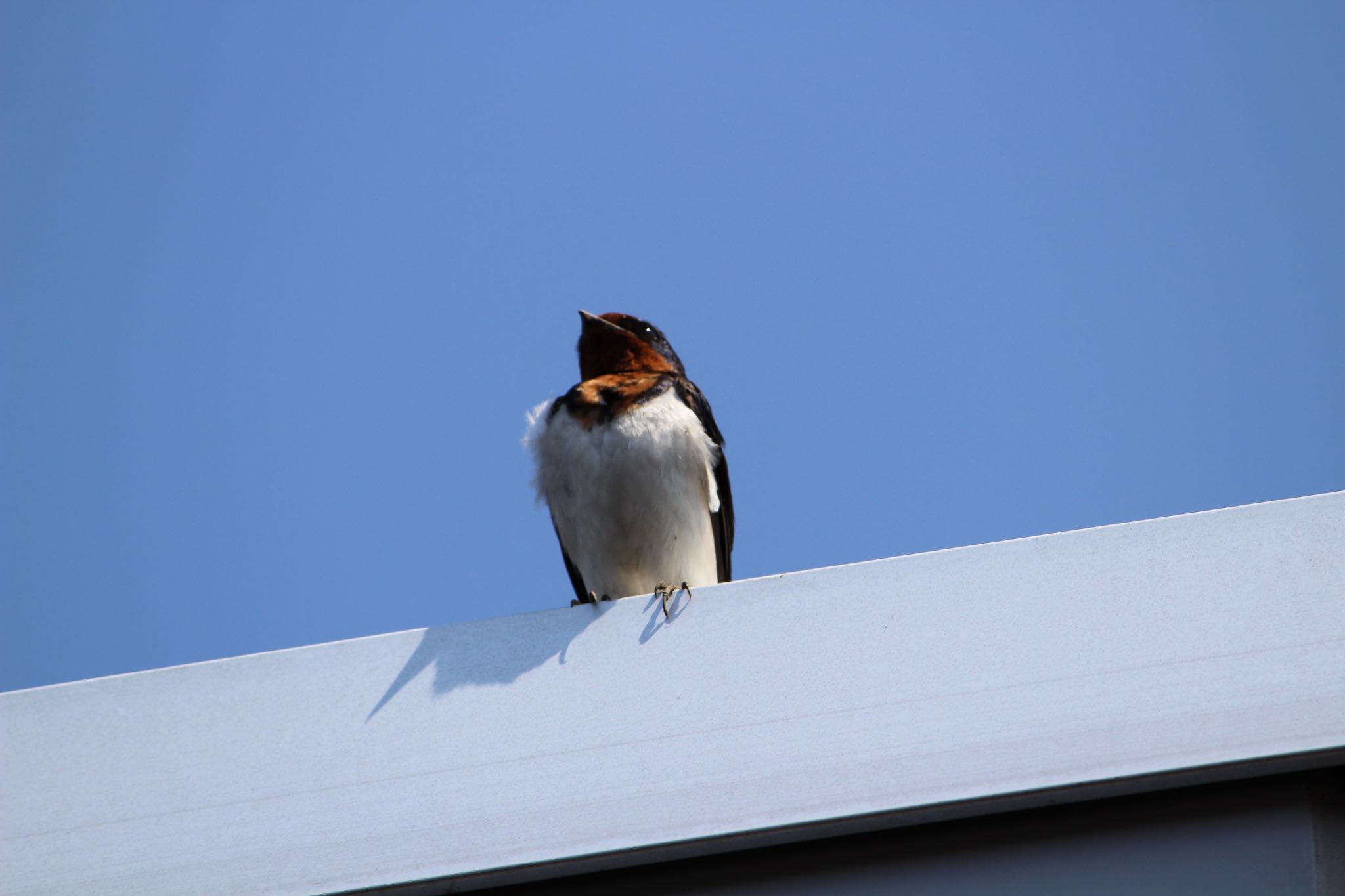 Photo of Barn Swallow at  by Yuji