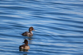 2021年11月26日(金) 日の出三番瀬沿い緑道の野鳥観察記録