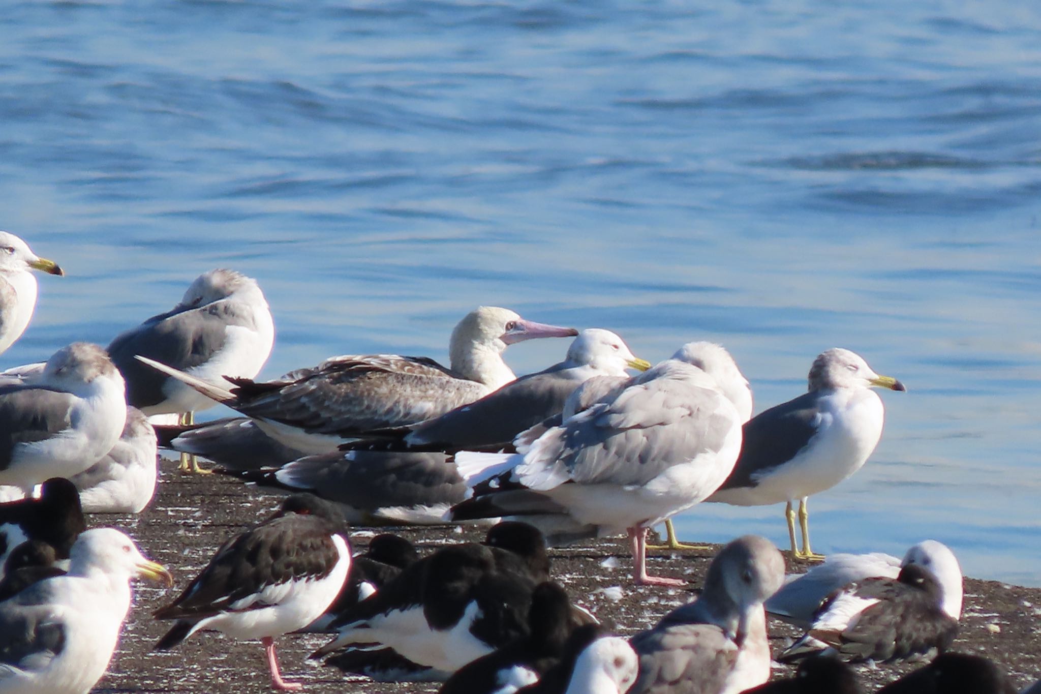 ふなばし三番瀬海浜公園 アカアシカツオドリの写真 by 中学生探鳥家