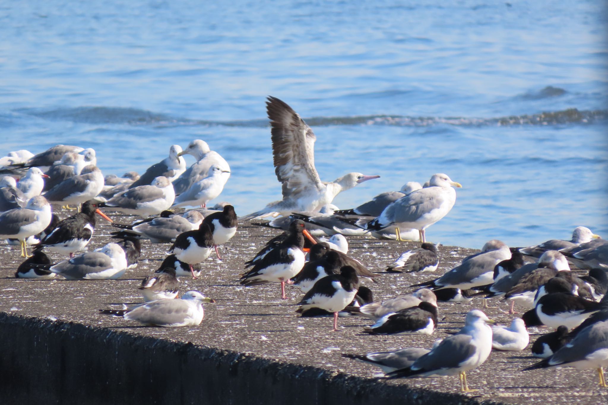 ふなばし三番瀬海浜公園 アカアシカツオドリの写真 by 中学生探鳥家