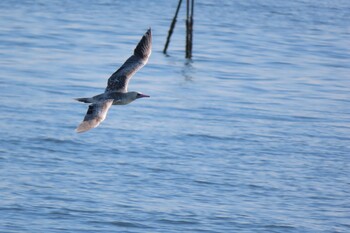 2021年11月26日(金) ふなばし三番瀬海浜公園の野鳥観察記録