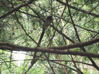 サンコウチョウ 入間川(広瀬橋付近) 2017年6月11日(日)