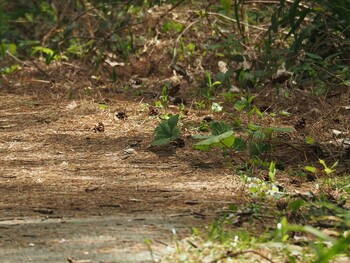 キマユホオジロ 飛島 2017年5月5日(金)