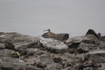 Eurasian Whimbrel Unknown Spots Sat, 5/13/2017