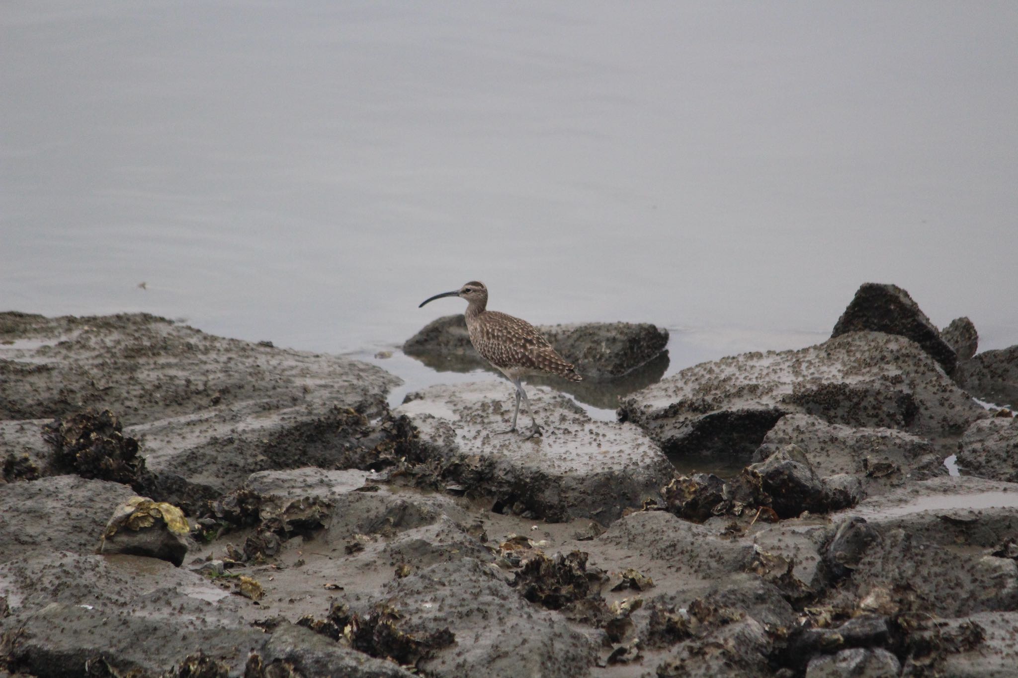 Photo of Eurasian Whimbrel at  by Yuji