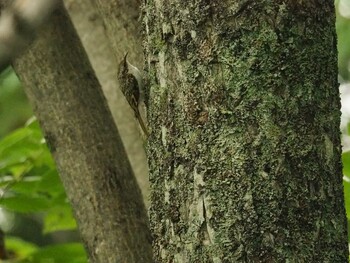 キバシリ 釧路市丹頂自然公園 2017年8月22日(火)