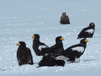 Steller's Sea Eagle 風連湖 Mon, 2/5/2018