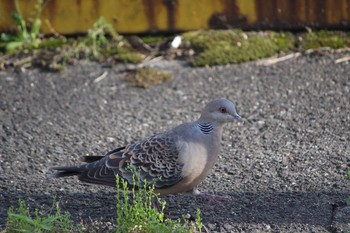 Oriental Turtle Dove Unknown Spots Sun, 5/7/2017