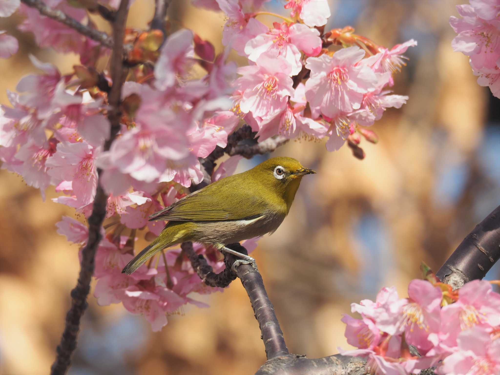 田園調布せせらぎ公園(多摩川せせらぎ公園) メジロの写真 by ハイウェーブ