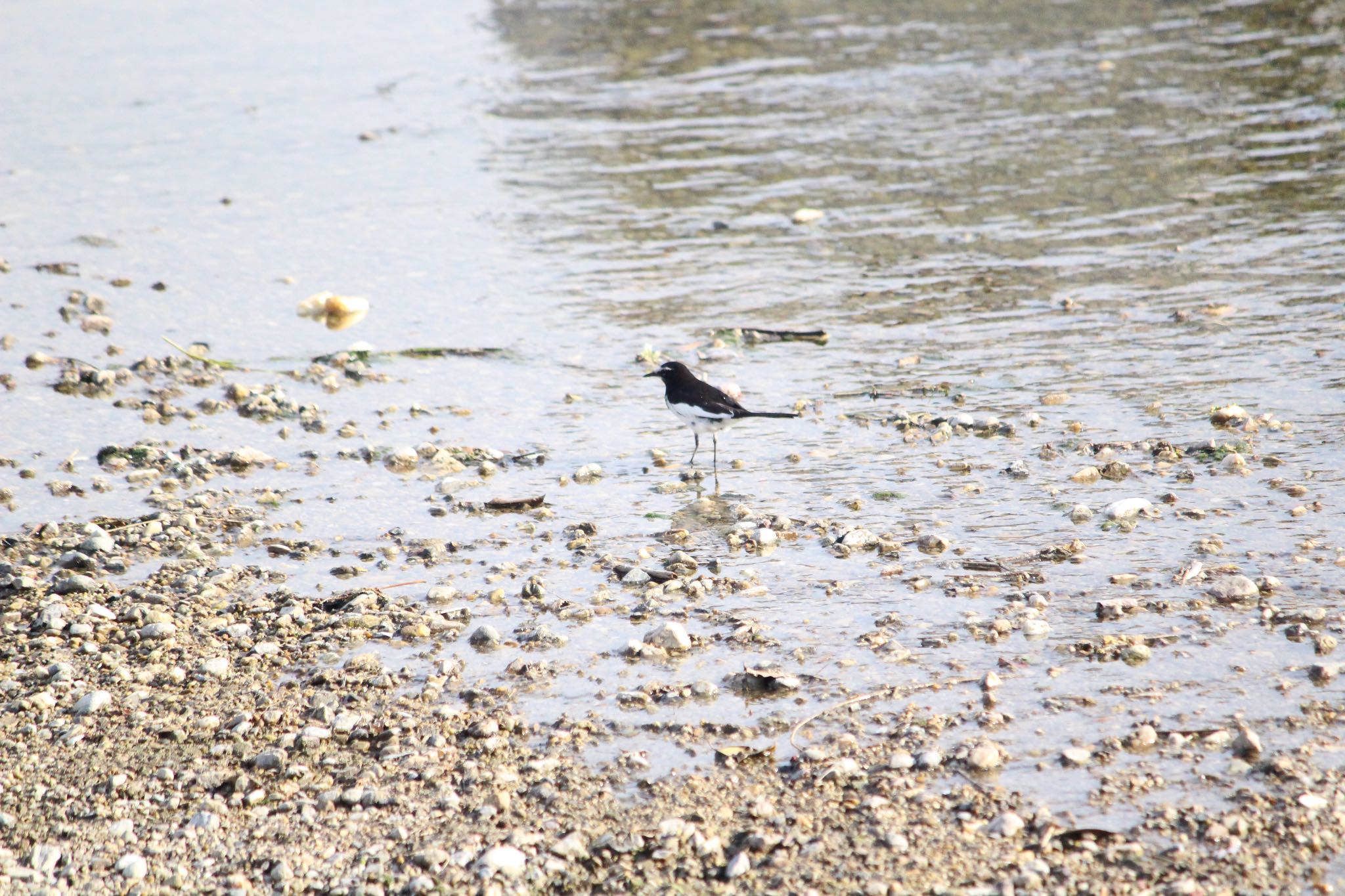 Photo of Japanese Wagtail at  by Yuji