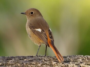 2021年11月25日(木) 勅使池(豊明市)の野鳥観察記録