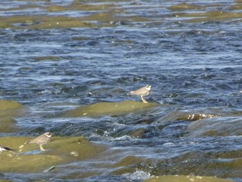 Long-billed Plover 多摩川二ヶ領宿河原堰 Fri, 11/26/2021