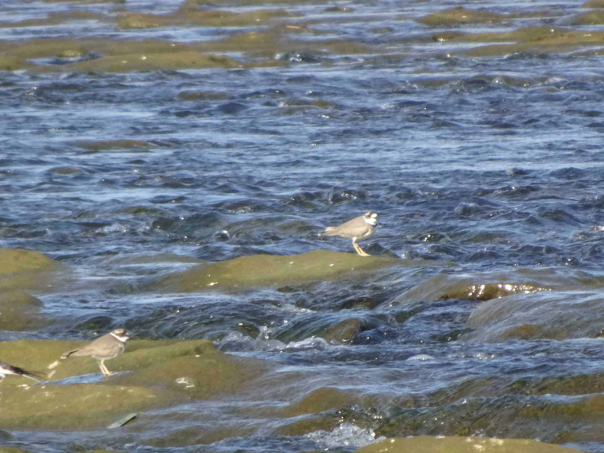 Photo of Long-billed Plover at 多摩川二ヶ領宿河原堰 by Kozakuraband