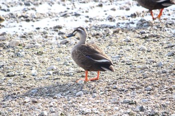 Eastern Spot-billed Duck Unknown Spots Wed, 5/17/2017