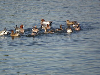 Eurasian Wigeon 多摩川二ヶ領宿河原堰 Fri, 11/26/2021