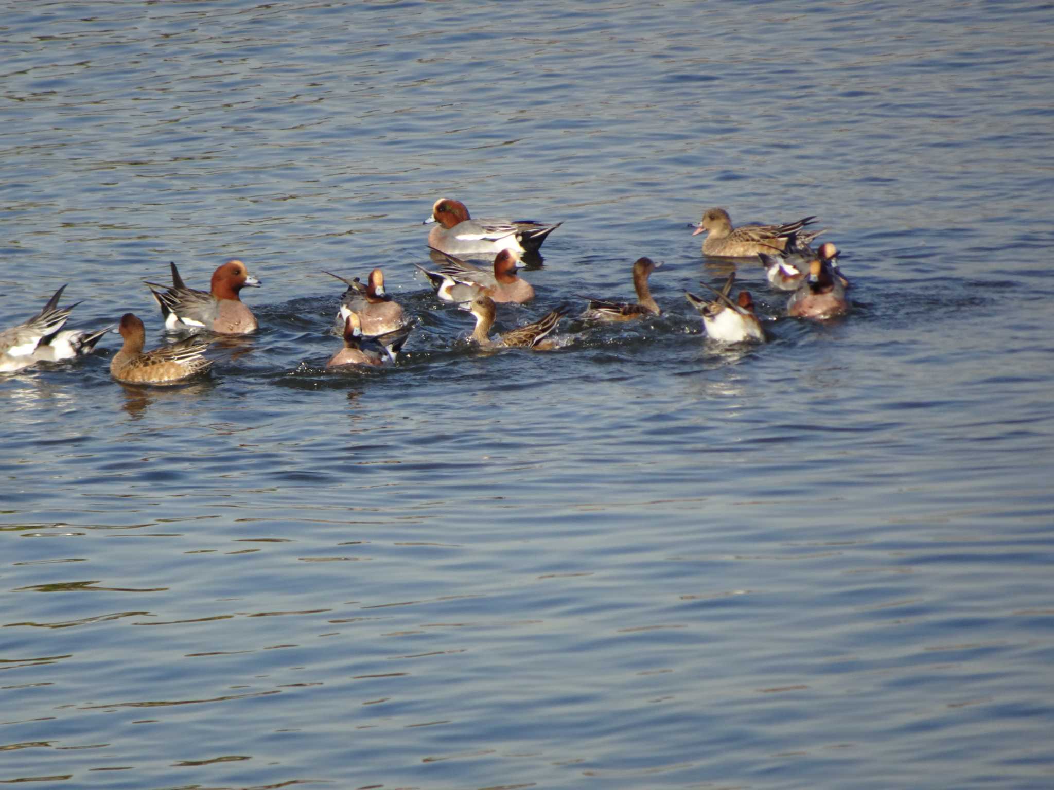 Photo of Eurasian Wigeon at 多摩川二ヶ領宿河原堰 by Kozakuraband