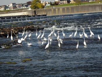 Great Egret 多摩川二ヶ領宿河原堰 Fri, 11/26/2021