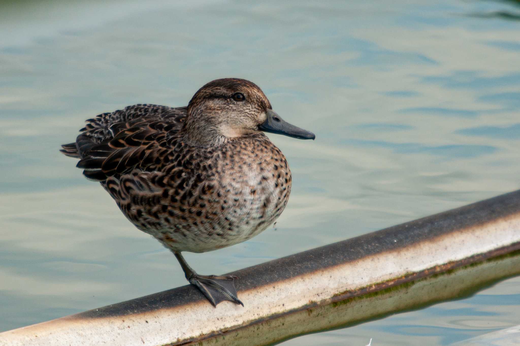 Photo of Eurasian Teal at 平城宮跡 by veritas_vita