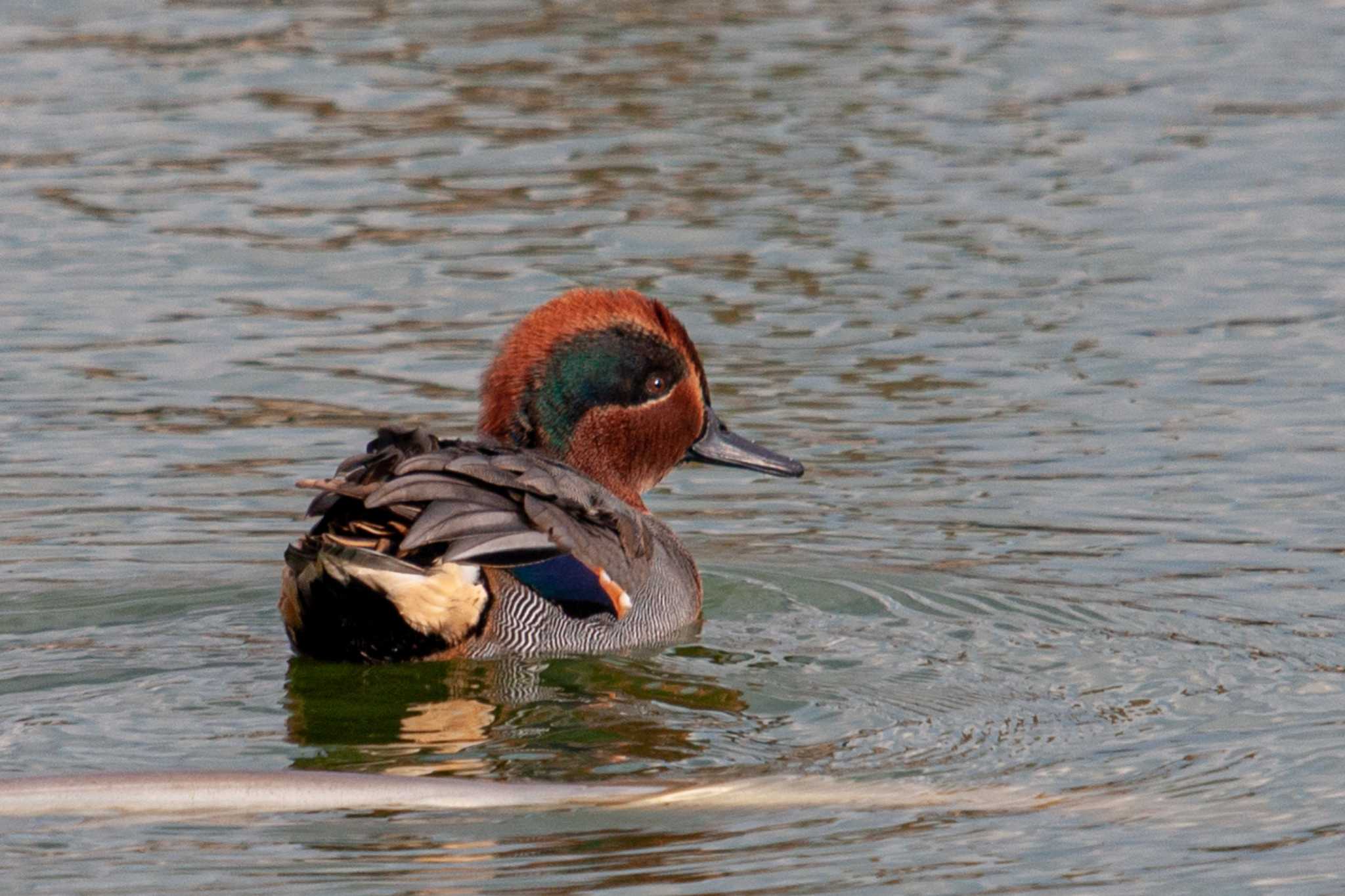 Photo of Eurasian Teal at 平城宮跡 by veritas_vita