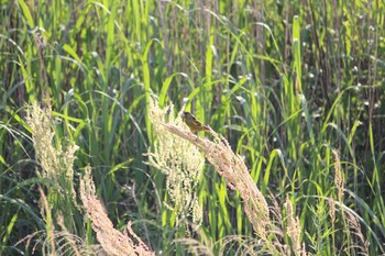 Grey-capped Greenfinch Unknown Spots Wed, 5/17/2017