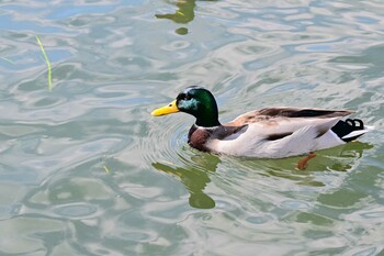 マガモ 山中湖 2021年11月5日(金)