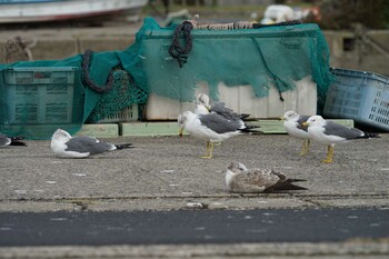 Fri, 11/26/2021 Birding report at 恵曇漁港