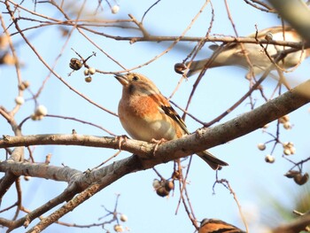 2021年11月14日(日) 山口県の野鳥観察記録