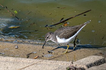 Common Sandpiper 加古大池 Thu, 10/28/2021