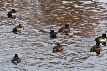 Tufted Duck Nagahama Park Sat, 11/27/2021