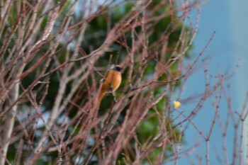 Daurian Redstart Nagahama Park Sat, 11/27/2021