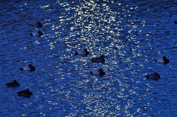 Common Pochard Nagahama Park Sat, 11/27/2021