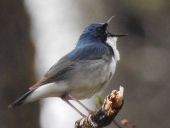 Siberian Blue Robin Togakushi Forest Botanical Garden Sun, 5/14/2017