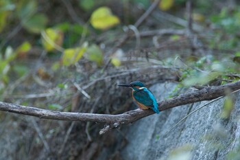 Common Kingfisher Kasai Rinkai Park Fri, 11/26/2021