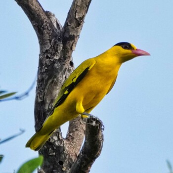 Black-naped Oriole Phra Chedi Klang Nam(Rayong) Wed, 11/24/2021