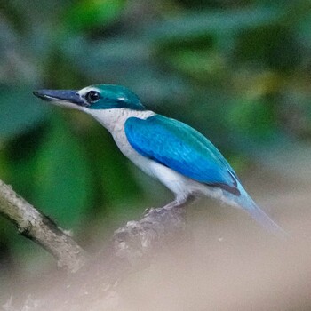 Collared Kingfisher Phra Chedi Klang Nam(Rayong) Wed, 11/24/2021